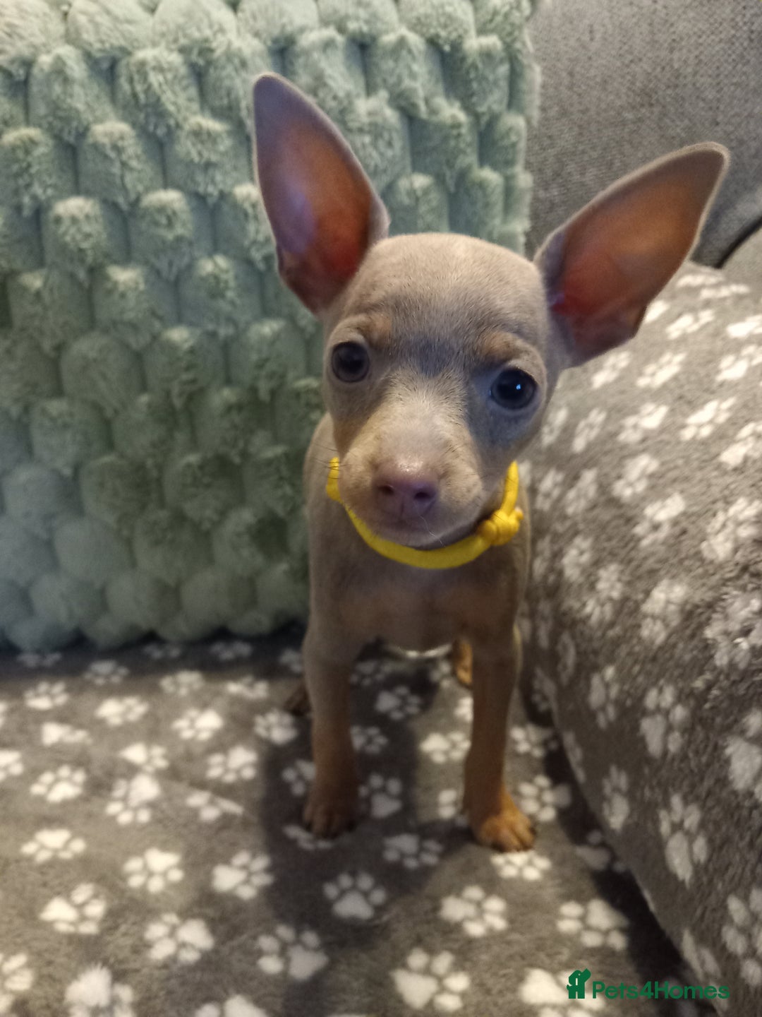 Miniature Pinscher dogs for sale: KC Reg Mini Pins, 2 remaining (READY TO LEAVE NOW) - Advert 21