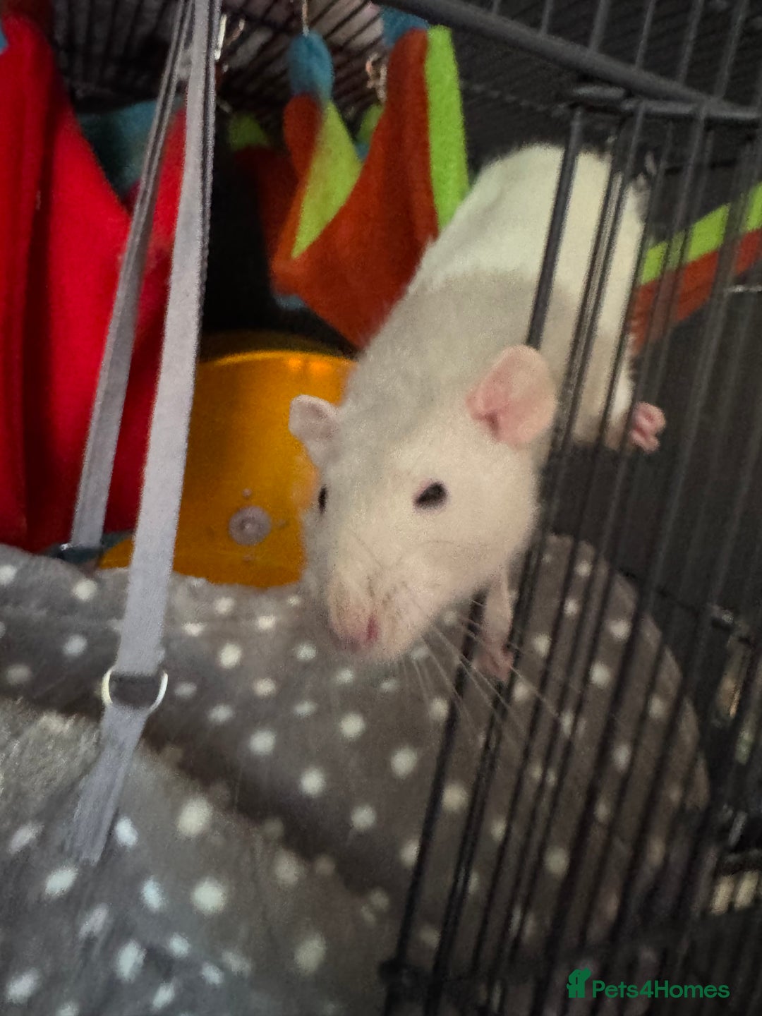 Rat rodents for sale: Rats for sale - Image 11