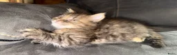 Maine Coon cats for sale: Stunning Maine Coon X Kittens Needing New Homes! - Advert 21