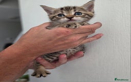 Mixed Breed cats for sale: Mix Bread Kittens - Image 10