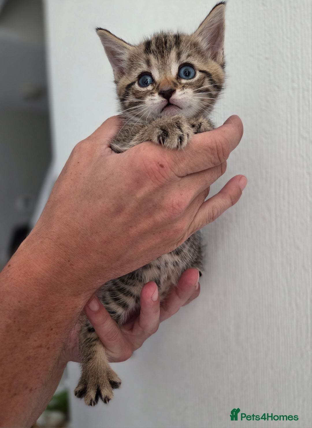 Mixed Breed cats for sale: Mix Bread Kittens - Image 10