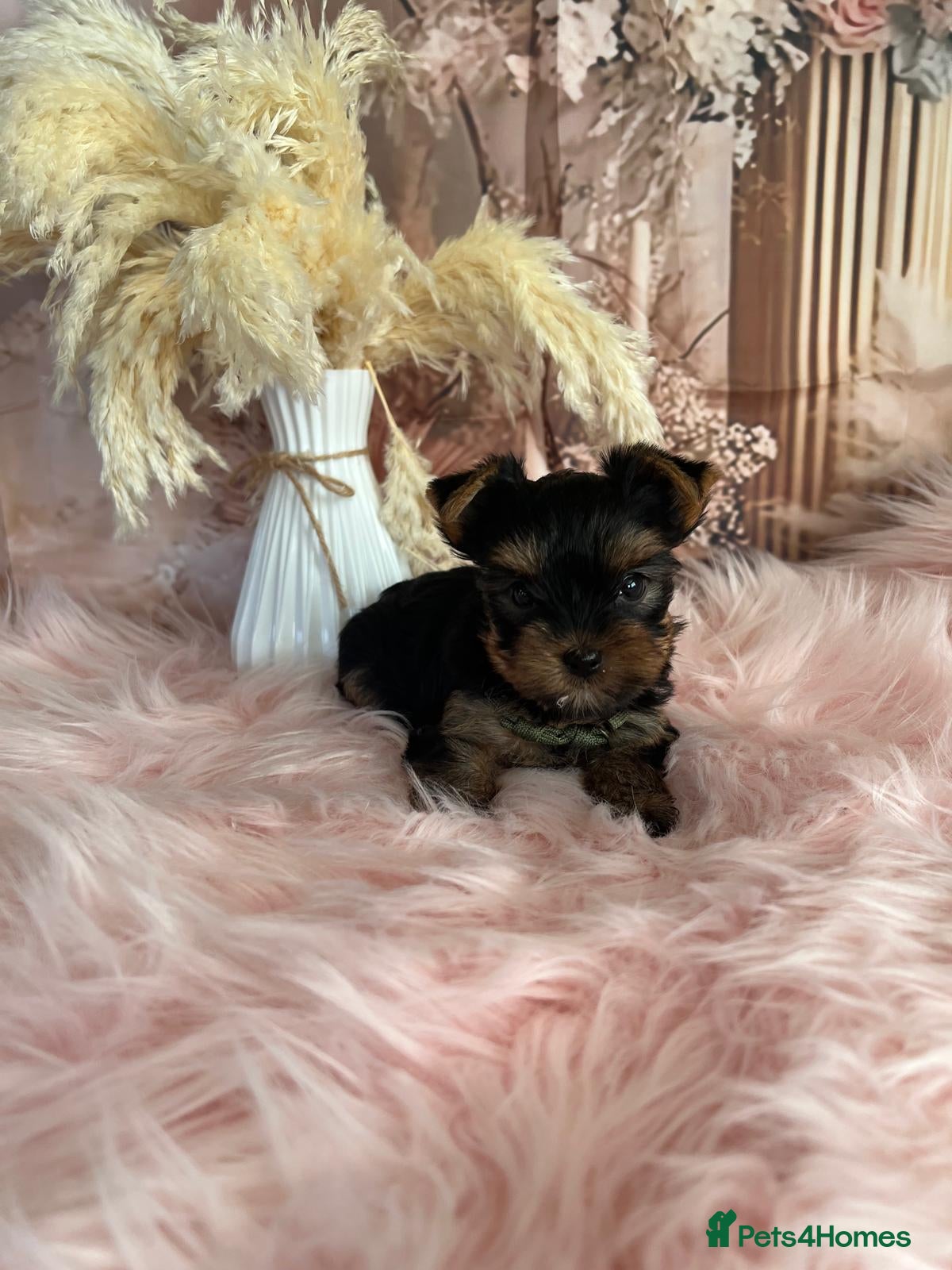 Yorkshire Terrier dogs Left two beautiful boy❤️ - Advert 6