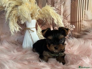 Yorkshire Terrier dogs Left two beautiful boy❤️ - Advert 6