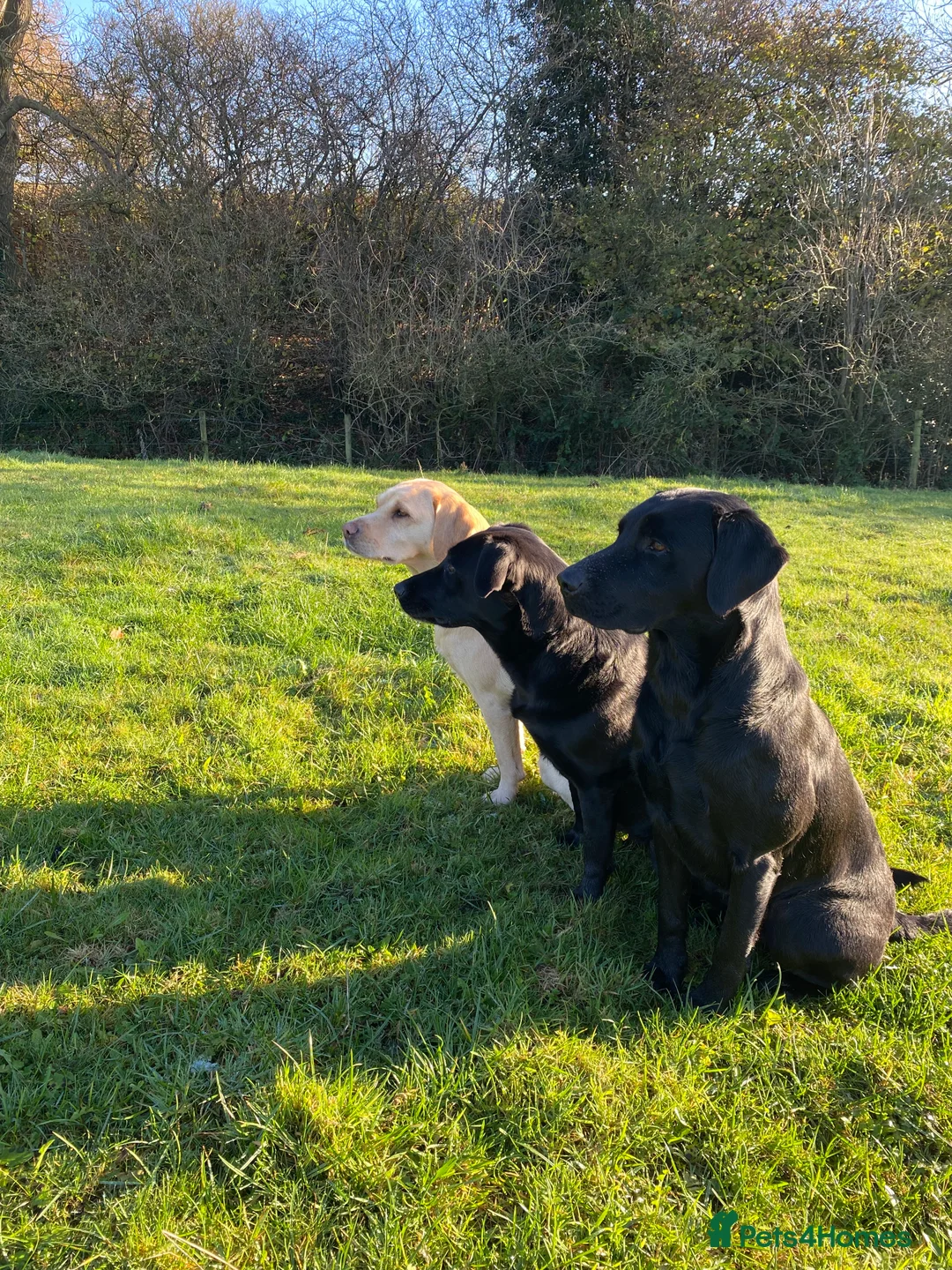Labrador Retriever dogs for stud: For stud  in Market Drayton - Advert 11