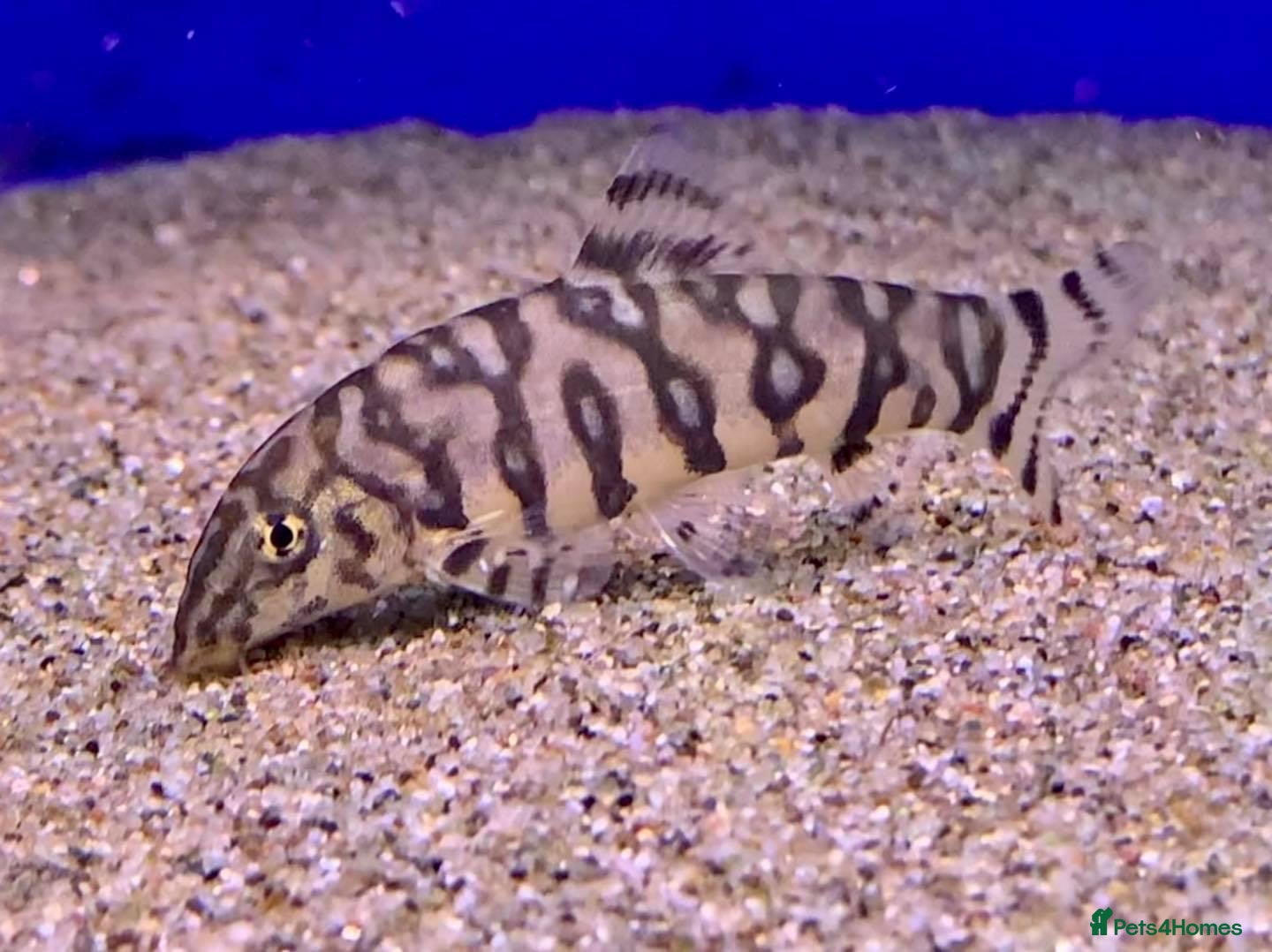 Loaches fish Need a loving home for 5 adult yoyo loaches. - Advert 1