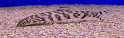 Loaches fish for sale: Need a loving home for 5 adult yoyo loaches. - Advert 1