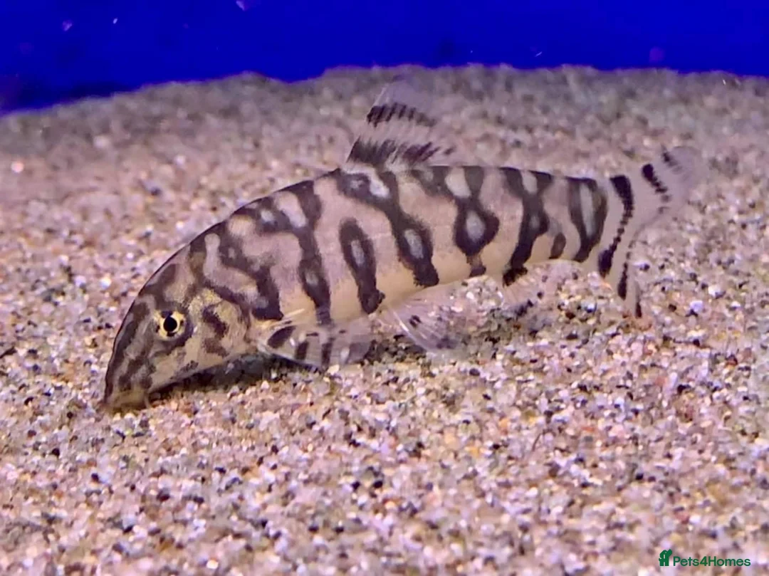 Loaches fish for sale: Need a loving home for 5 adult yoyo loaches. - Advert 1