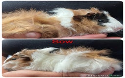 Guinea Pig rodents for sale: Baby guinea pigs UPDATED 27/6/25  - Image 2