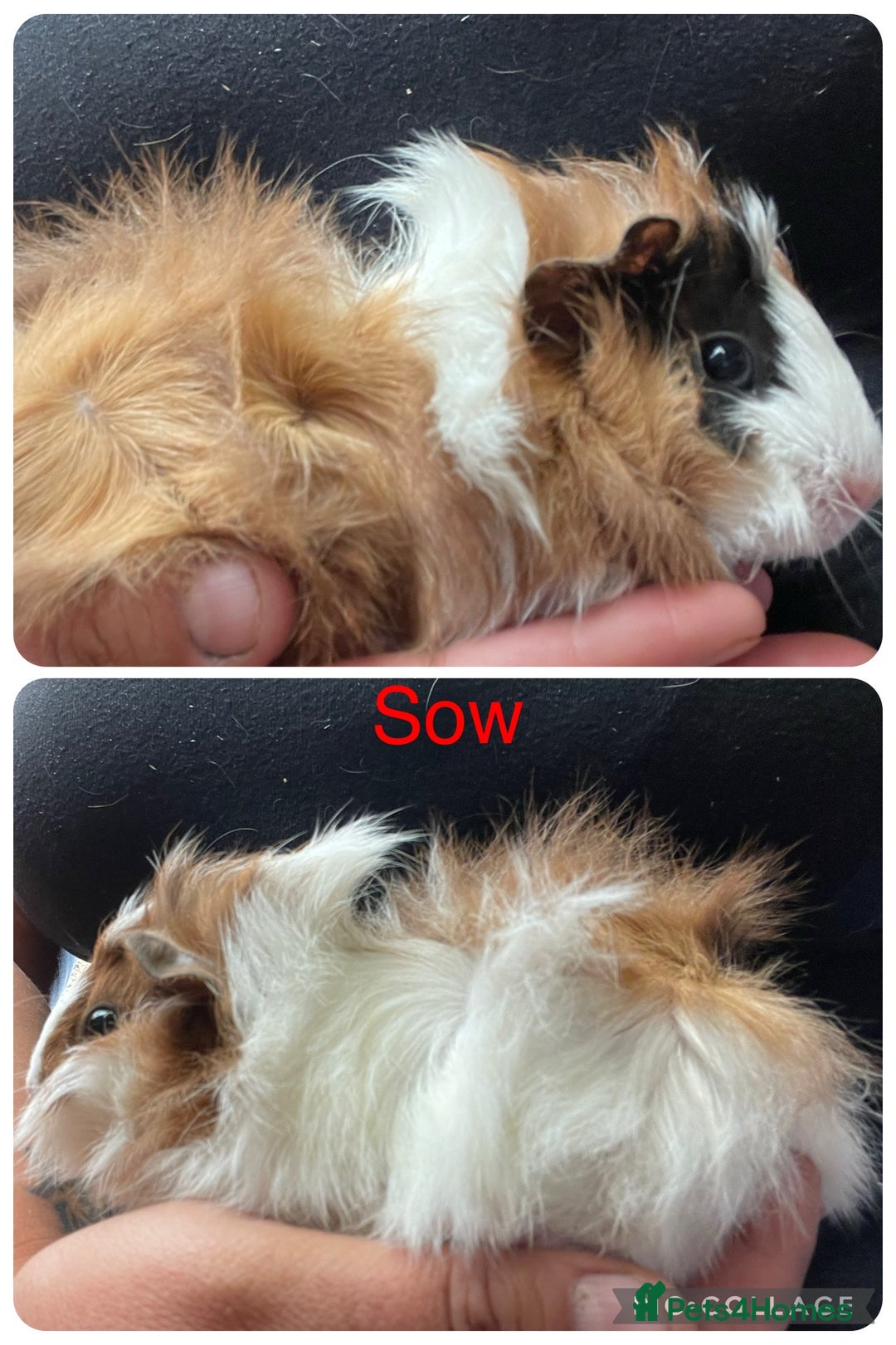 Guinea Pig rodents for sale: Baby guinea pigs UPDATED 27/6/25  - Image 2