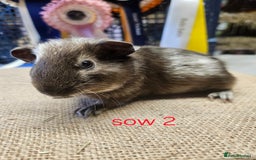 Guinea Pig rodents for sale: Beautiful rare swiss and smooth boys and girls - Image 11