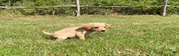 Labrador Retriever dogs for sale: Labrador puppies in Sittingbourne - Advert 4