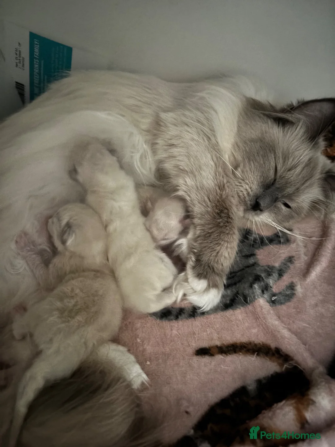 Ragdoll cats for sale: Ragdoll kittens (reservations open!) in Carnoustie - Advert 2