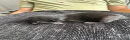 Mixed Breed cats for sale: Gorgeous tabby kittens  in Buckfastleigh - Advert 4
