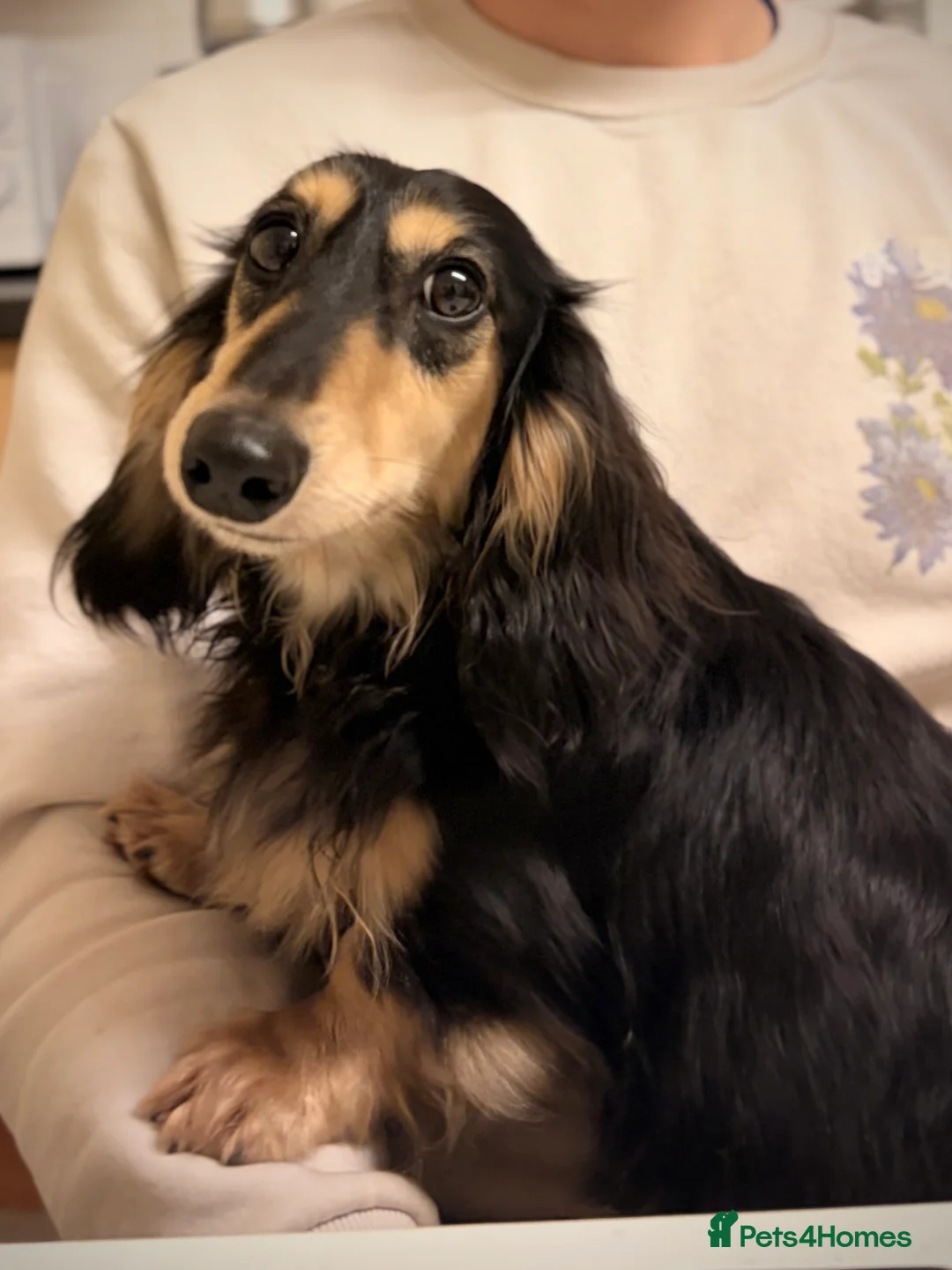 Miniature Dachshund dogs for stud: KC Registered - Health Tested - Proven Stud Dog 🏅 - Advert 7