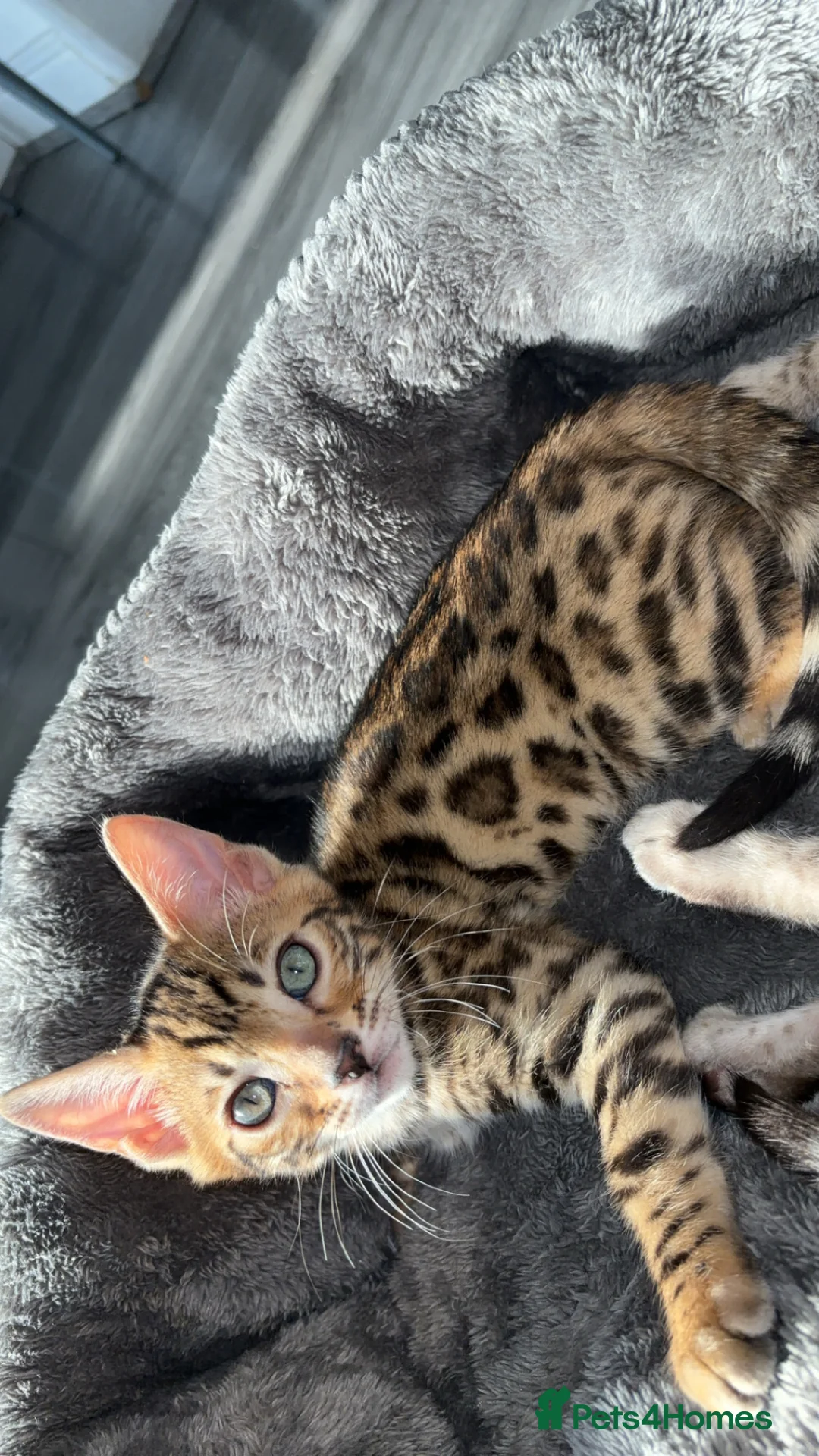 Bengal cats for sale: Bengal kitten in Bradford - Advert 1