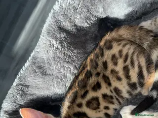 Bengal cats Bengal kitten - Advert 1