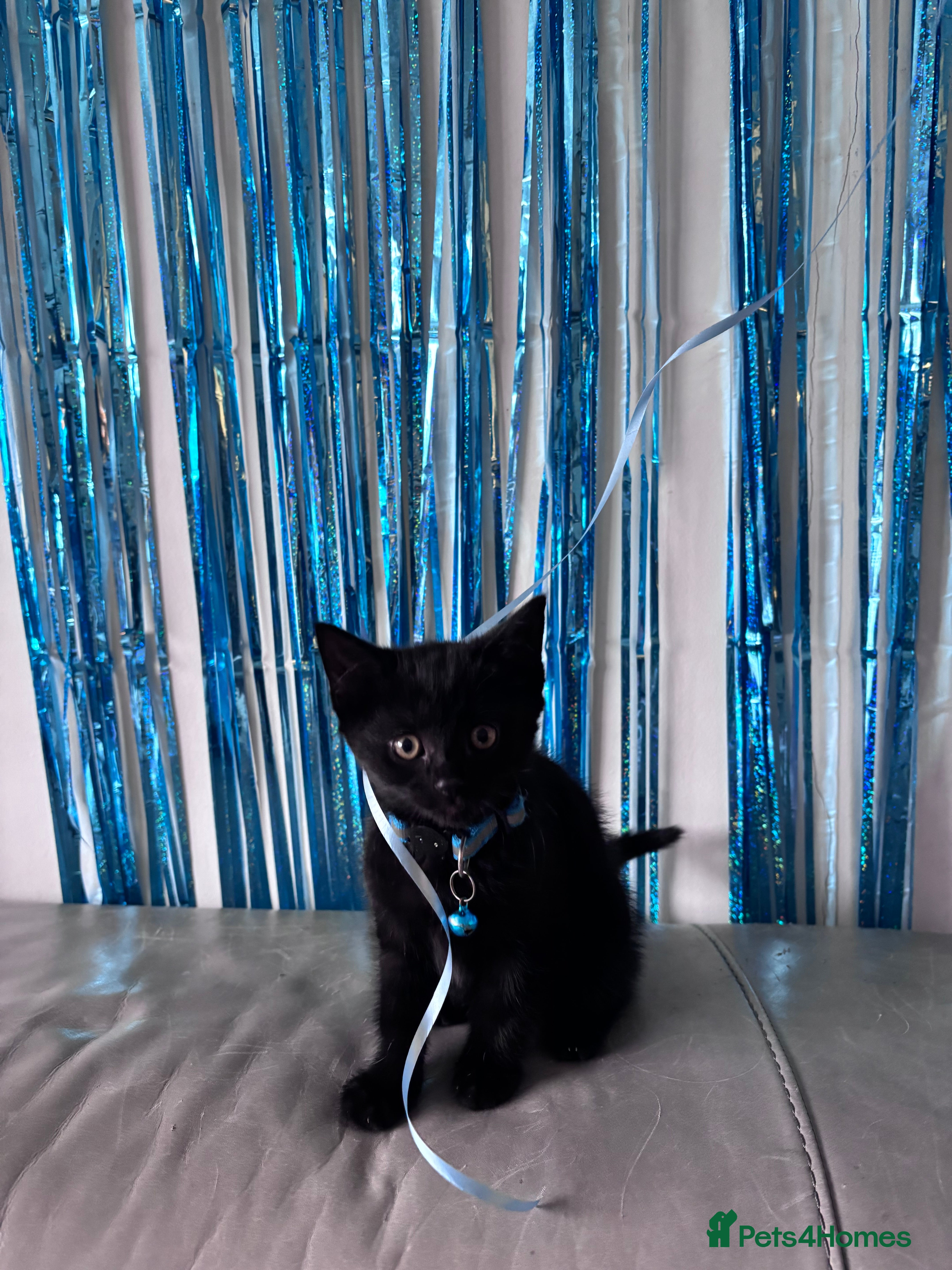 Mixed Breed cats Mixed breed Bengal kittens - Advert 17