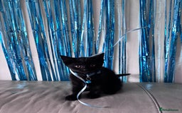 Mixed Breed cats for sale: Mixed breed Bengal kittens - Image 1