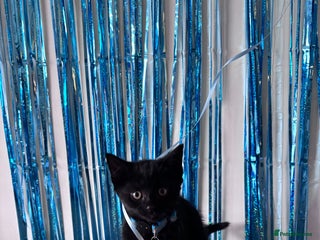 Mixed Breed cats - Advert 13