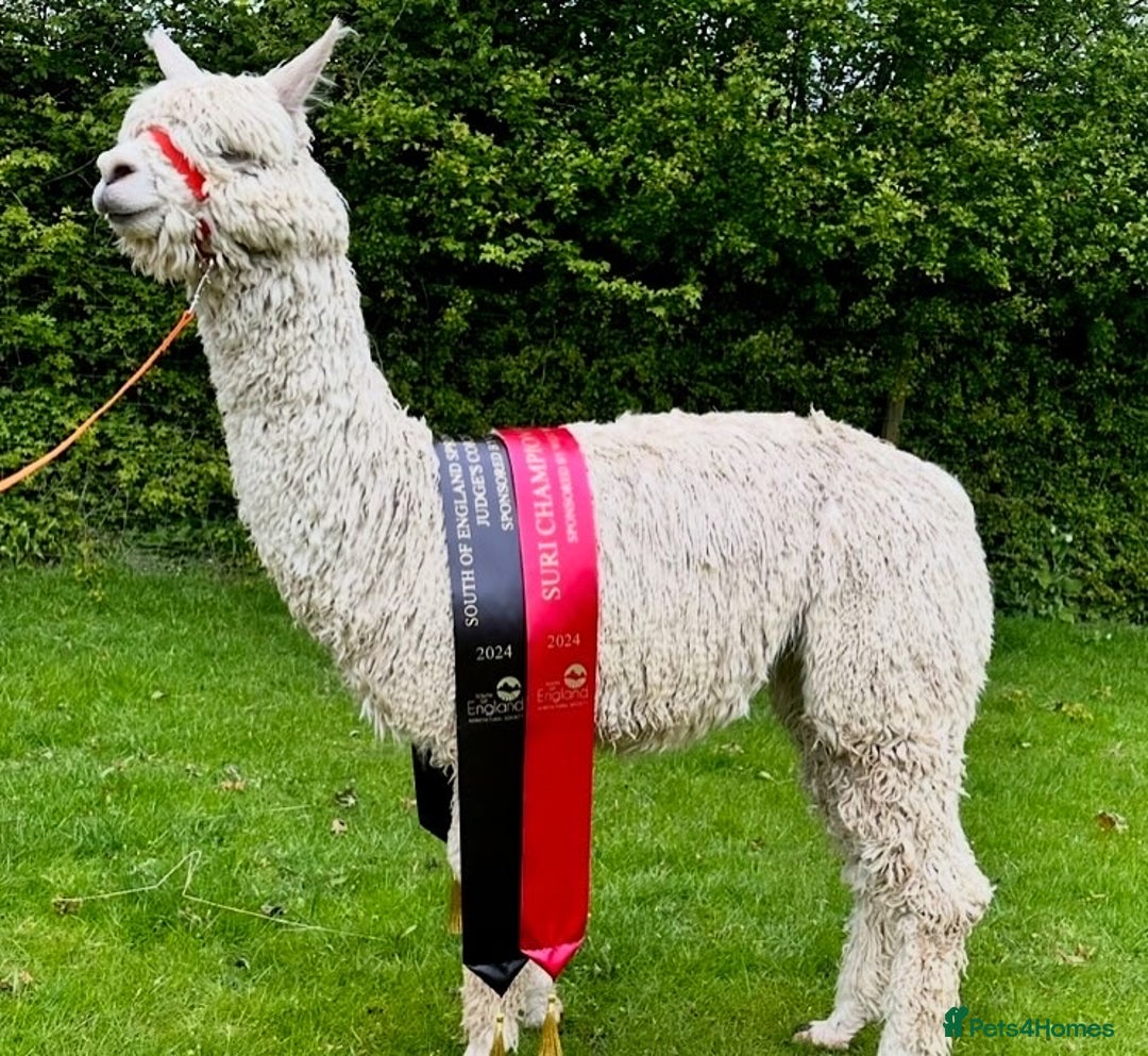 Alpaca livestock for sale: Pet Male Alpacas For Sale - Advert 7