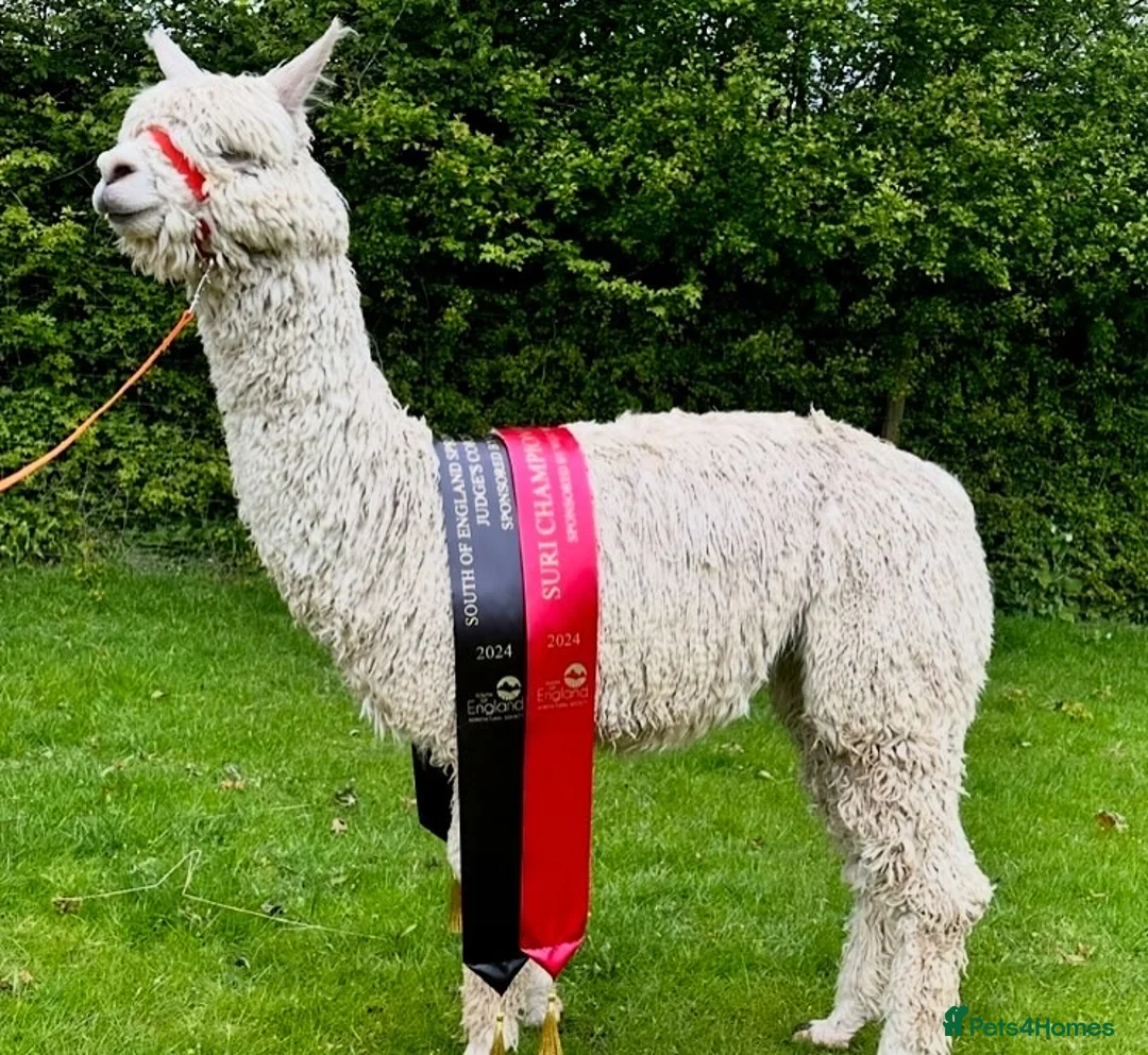 Alpaca livestock for sale: Four Pet Male Alpaca - Advert 7