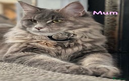 Maine Coon cats for sale: Beautiful Maine coon kittens for sale - Image 8
