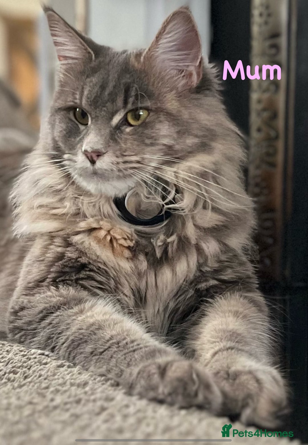 Maine Coon cats for sale: Beautiful Maine coon kittens for sale - Image 8