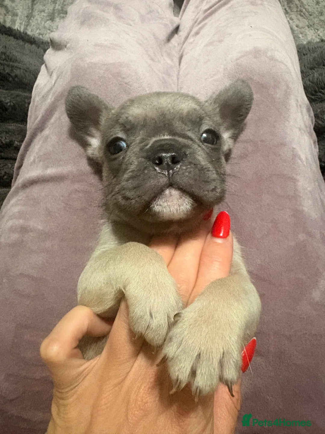 French Bulldog dogs for sale: 🏆 FRENCH BULLDOG 🏆 - Advert 29