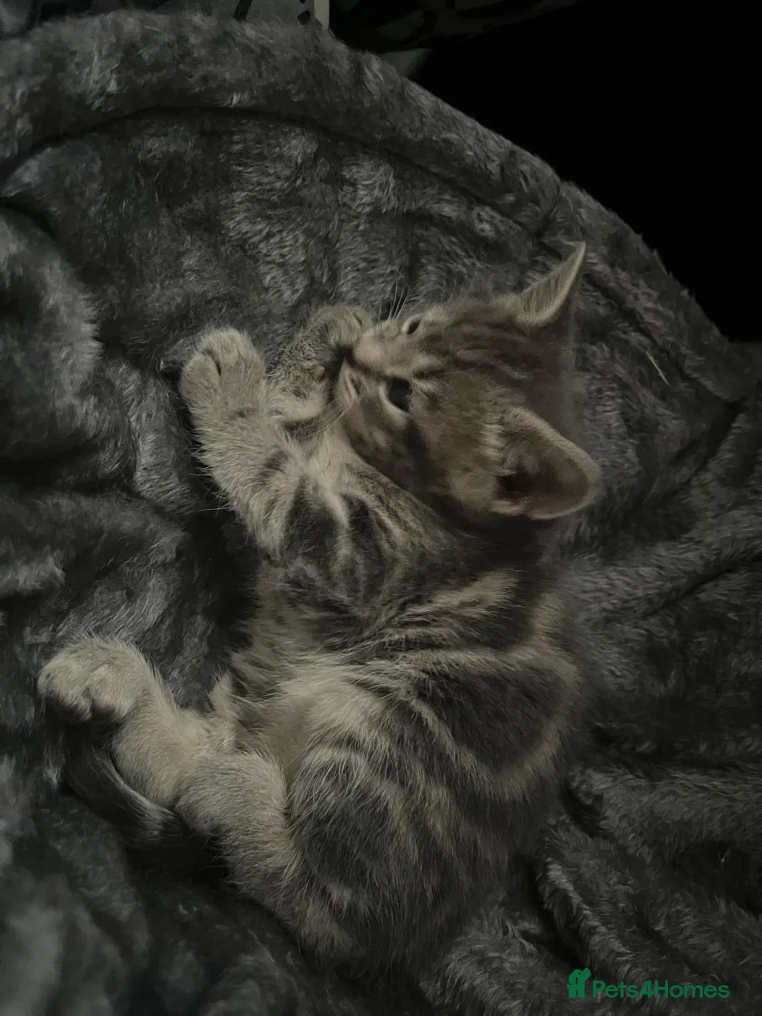 Mixed Breed cats for sale: Kittens  - Advert 7