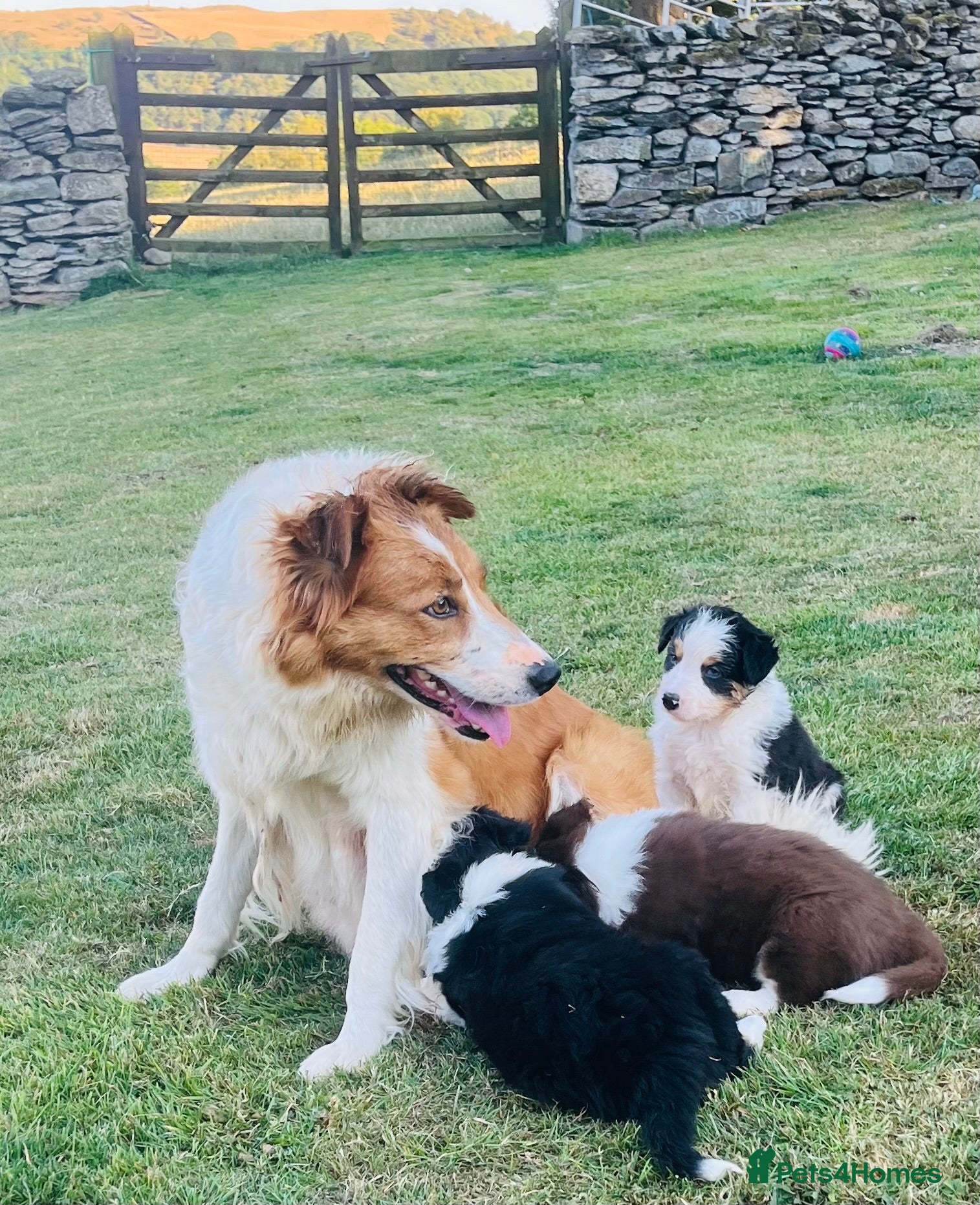 Border Collie dogs Adorable Border Collie Puppies for sale - Advert 12