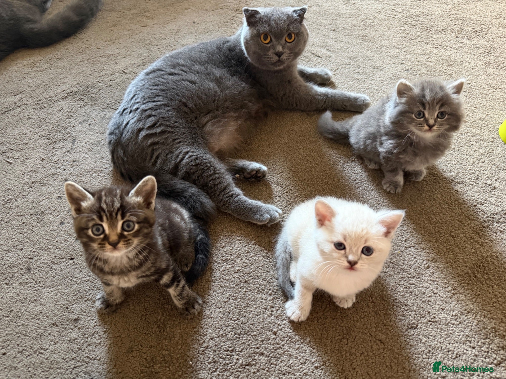 Scottish Fold cats  Scottish Fold Kittens 2 Males& 1 Female Available - Advert 5