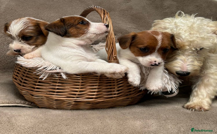Mixed Breed dogs - Advert 2