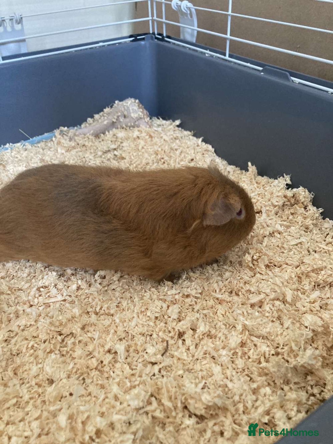 Guinea Pig rodents for sale: Two Guinea pigs - Image 5