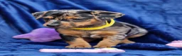Jack Russell dogs for sale: Beautiful Litter of Jack Russell Puppies  - Advert 6
