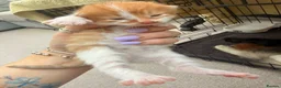 Mixed Breed cats for sale: Maine coon cross kittens  - Advert 23