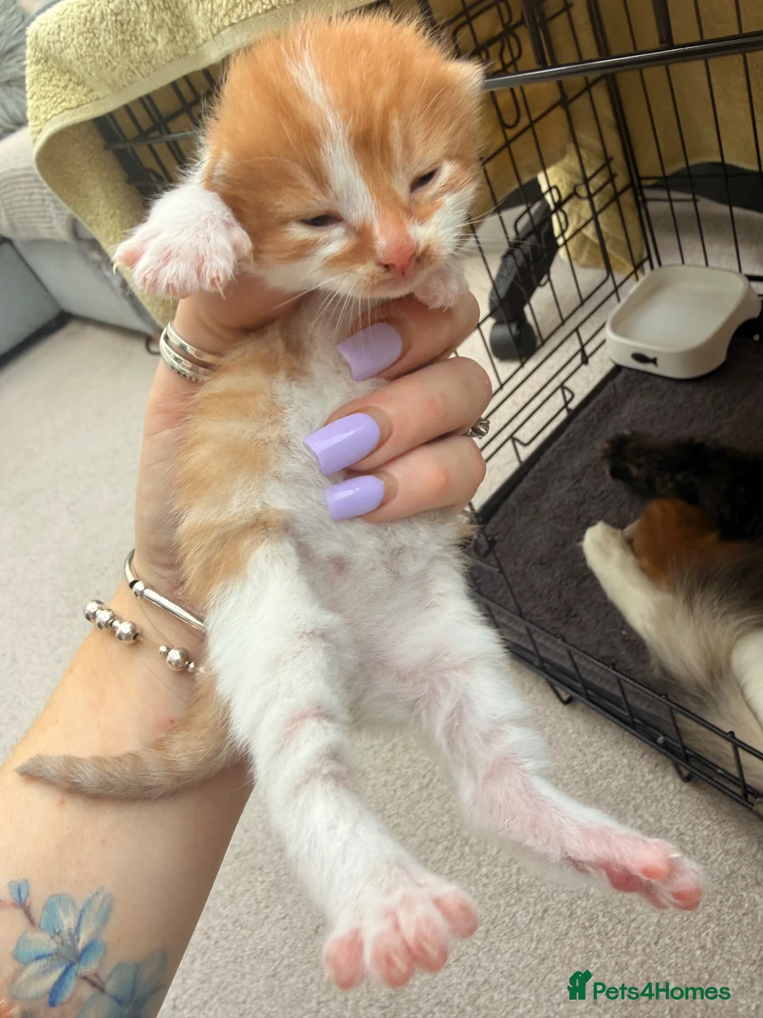 Mixed Breed cats for sale: Maine coon cross kittens  - Advert 41