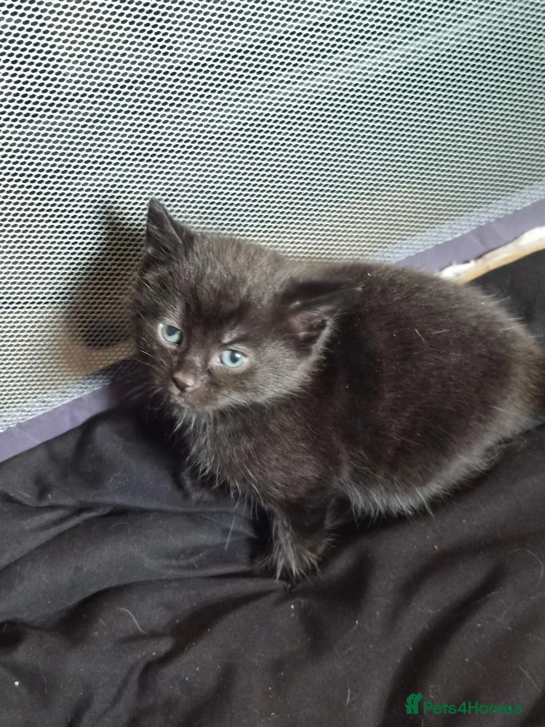 British Shorthair cats for sale: 2 kittens for good homes  in Richmond - Advert 1