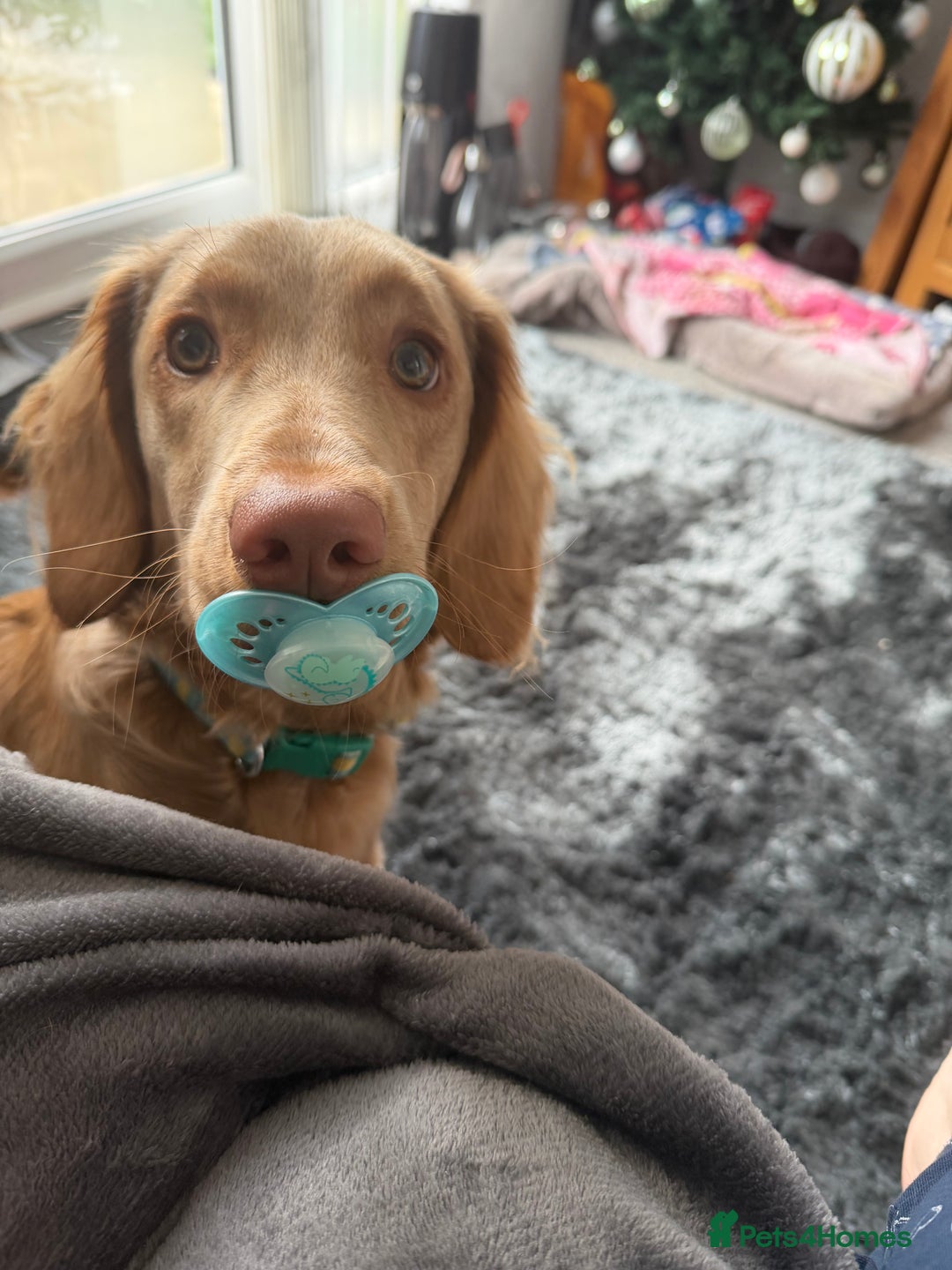 Cockapoo dogs for sale: Gus cockapoo but more spaniel 7 months old - Advert 3