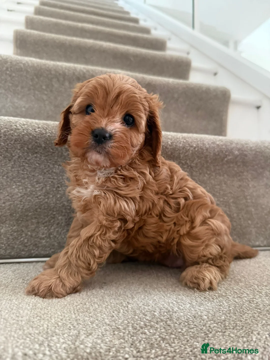 Cavapoo dogs for sale: Cavapoo Puppies - Advert 1