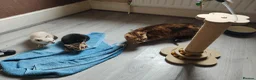 Bengal cats for sale: Bengal kitten - Advert 3