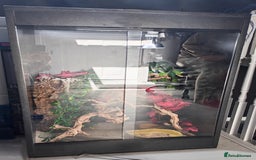 Chameleon reptiles for sale: Young female yemen chameleon with full set up  - Image 2