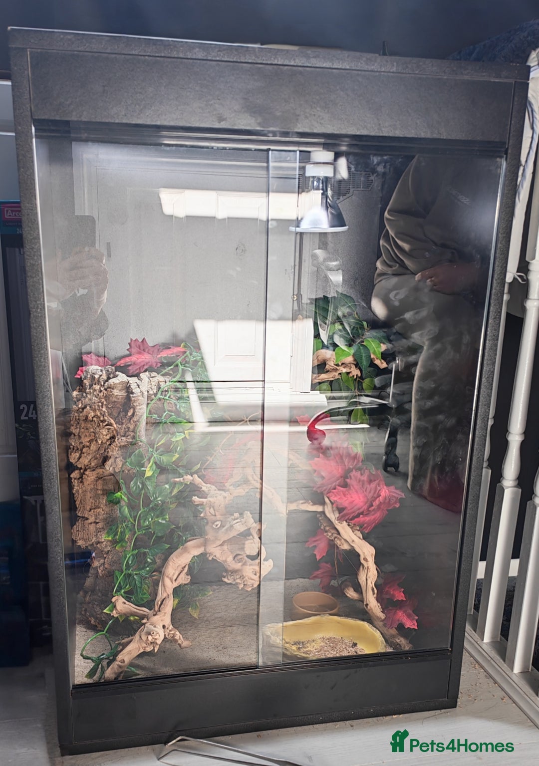 Chameleon reptiles for sale: Young female yemen chameleon with full set up  - Image 2