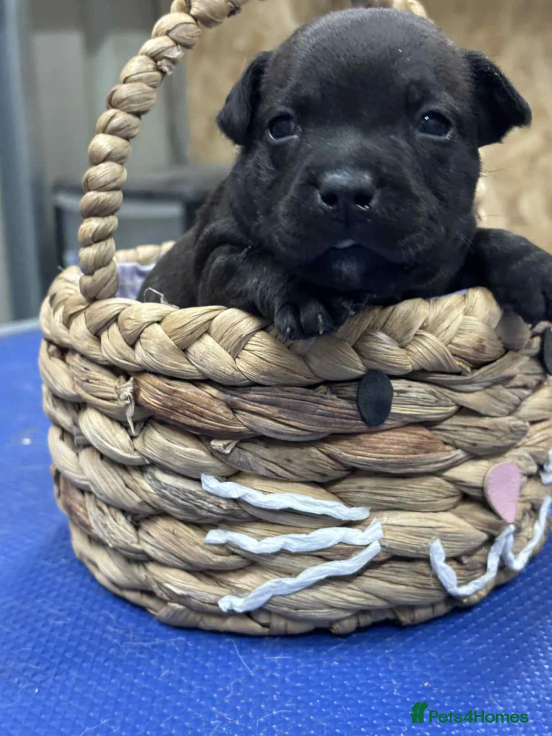 Staffordshire Bull Terrier dogs for sale: Staffordshire Bull Terrier Pups ready now  - Advert 11