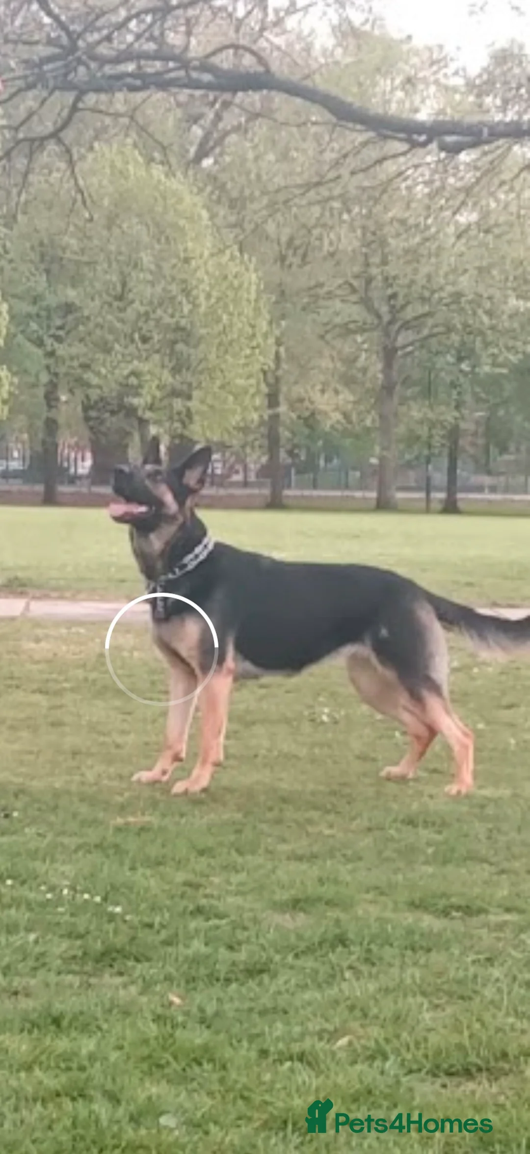 German Shepherd dogs for sale: For sale  - Advert 1