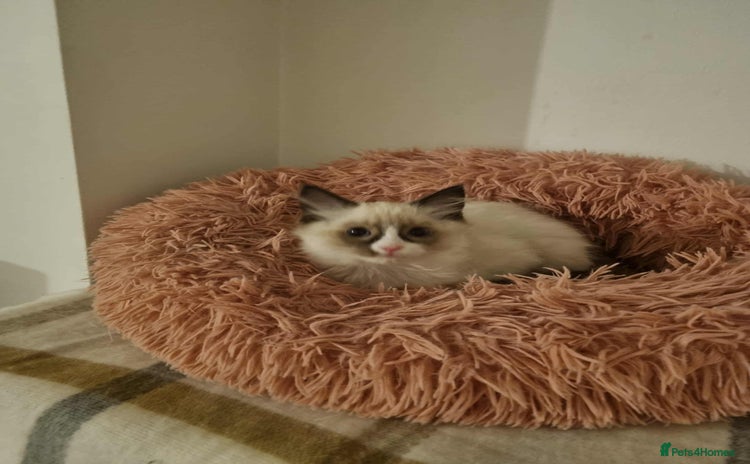 Ragdoll cats - Advert 11