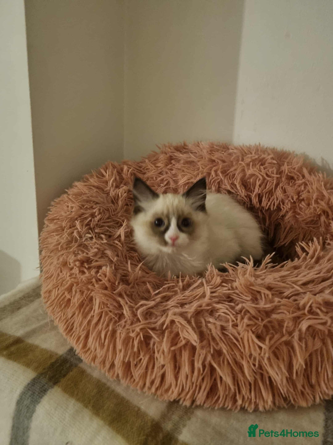 Ragdoll cats for sale: Ragdoll kittens  - Image 1