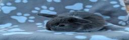 Mini Lop rabbits for sale: Mini Lop Rabbits - Advert 20