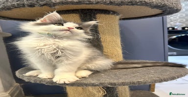 Maine Coon cats - Advert 8