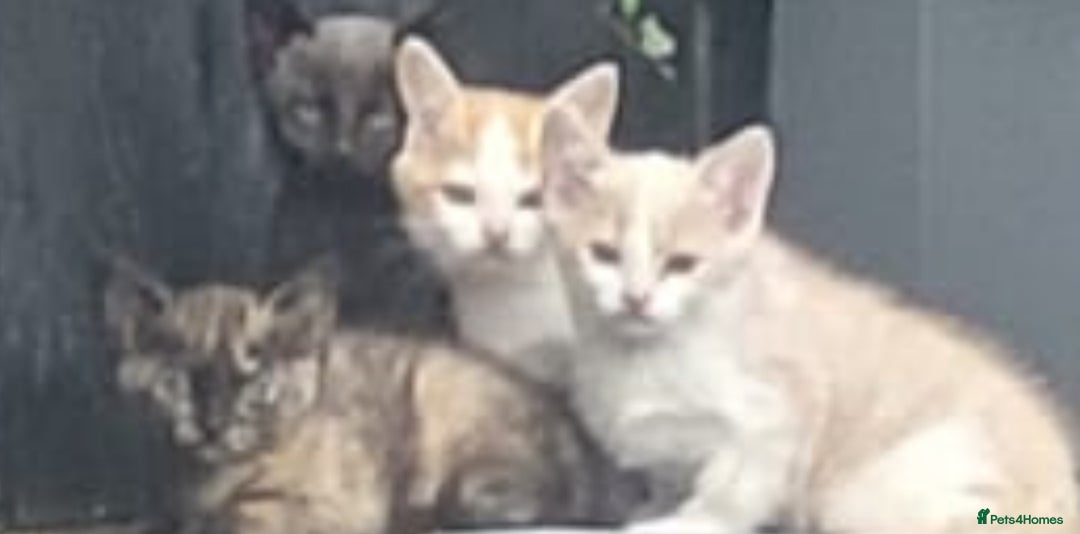 Mixed Breed cats for sale: Various kittens - Image 4