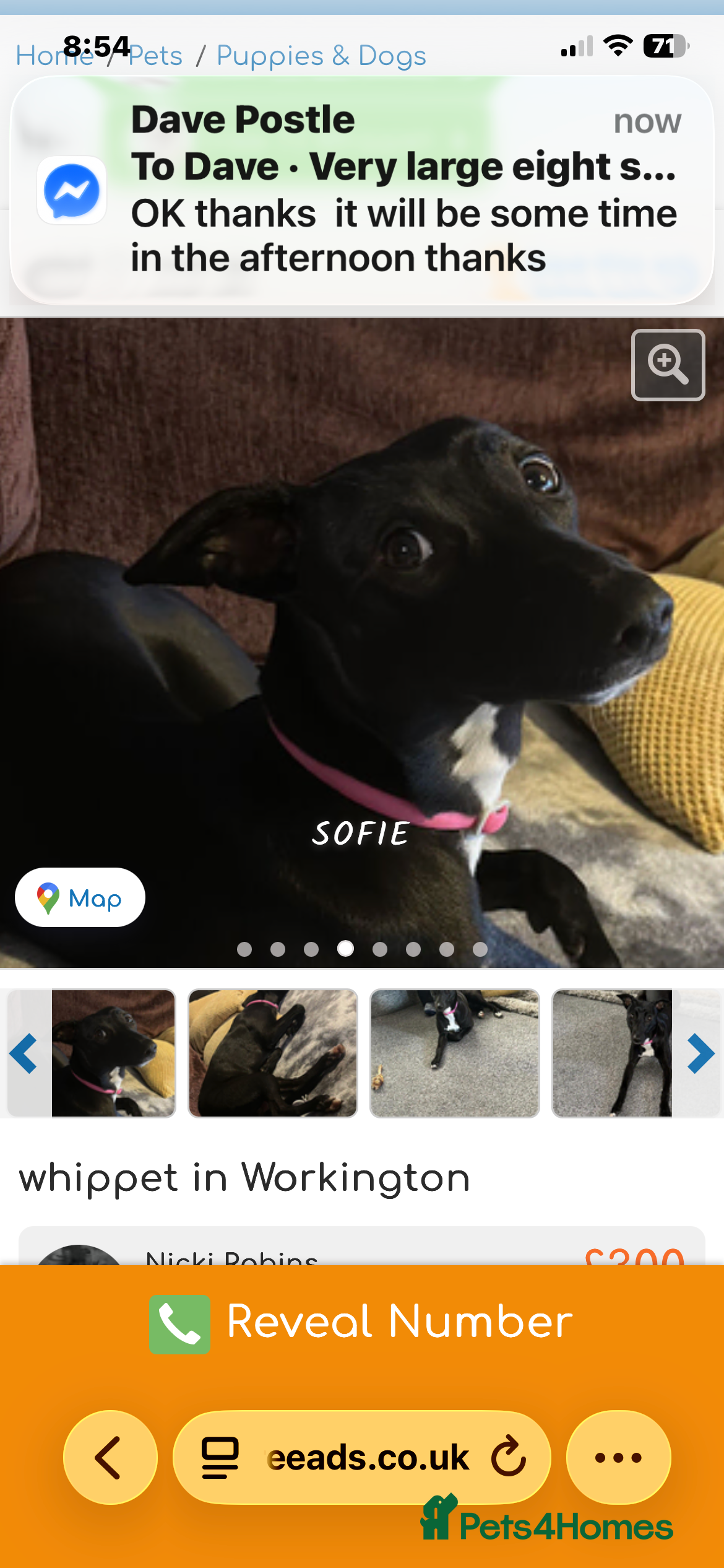 Whippet dogs Stunning whippet female in Crewe - Advert 1